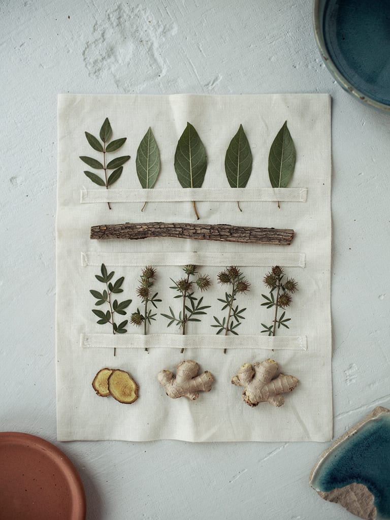 Pressed specimens of Brazilian medicinal plants laid out like a botanical field guide plate